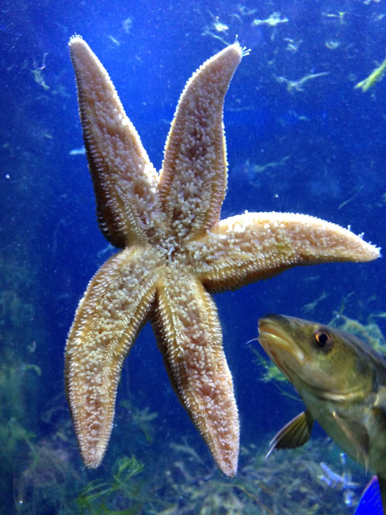 Aquarium_Seestern